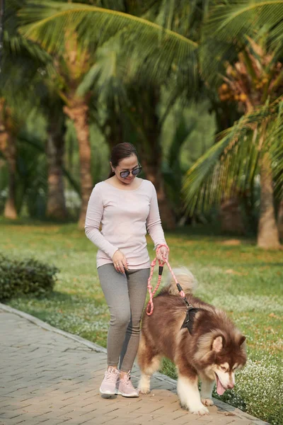 Samojerad Hundägare Går Parken Morgonen — Stockfoto