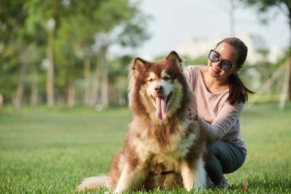 Ägaren Klappar Sin Stora Fluffiga Samoyed Hund Solig Sommarpark — Stockfoto
