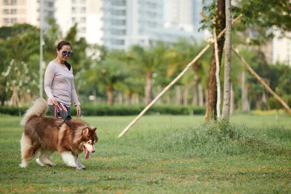 Kvinna Leker Parken Med Samojerad Hund — Stockfoto