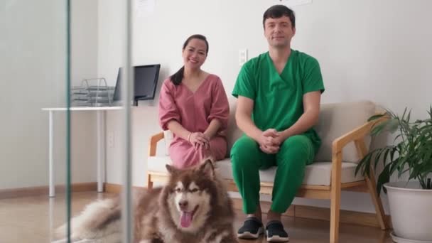 男性の獣医 アラスカ マラモート犬 その女性の飼い主が診療所のホールでベンチに座ってカメラを見ている写真 — ストック動画