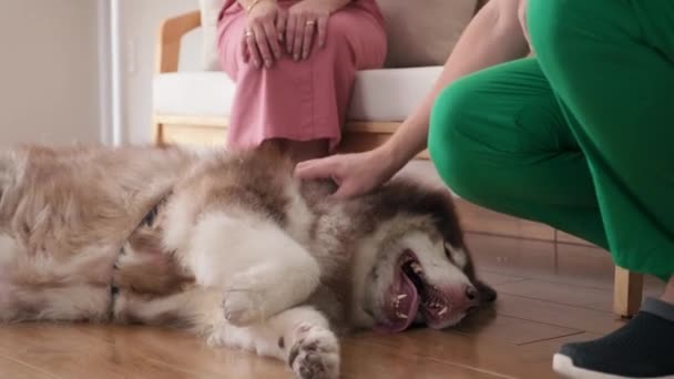 Luta Upp Skott Läkare Petting Stor Alaska Malamute Hund Ligger — Stockvideo