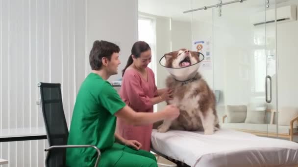 Breed Shot Van Mannelijke Dier Arts Onderzoeken Ziek Pluizige Hond — Stockvideo