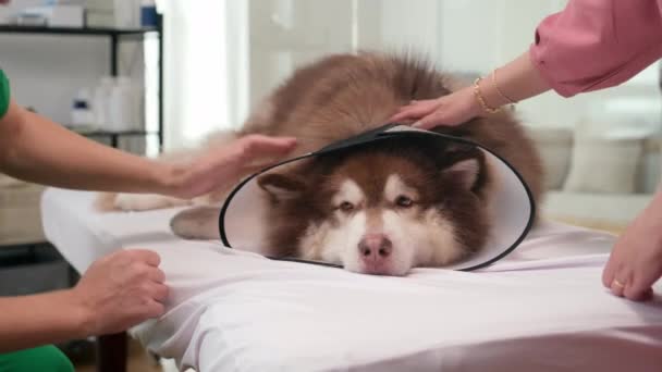 男性の獣医師と女性の所有者が訪問中にコーンカラーで病気のふわふわの犬を脳卒中 — ストック動画