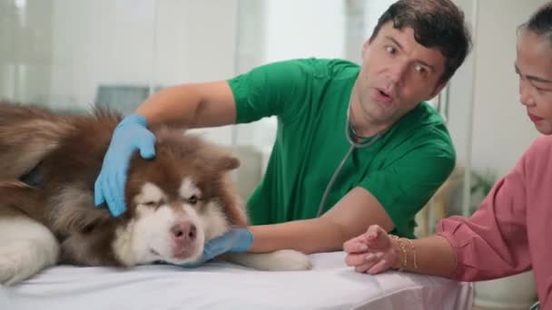 Muž Veterinární Lékař Zelené Uniformě Rukavice Kontrolu Zubů Aljaška Malamute — Stock video