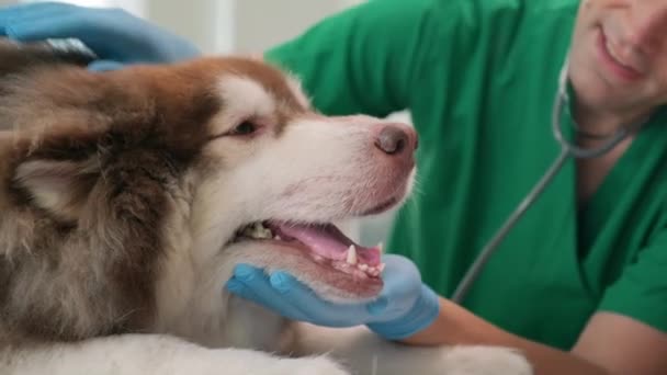 身穿绿制服 戴着无菌手套的动物医生 一边检查毛茸茸的大狗嘴 一边在诊所提供咨询 — 图库视频影像