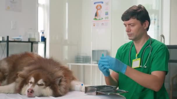 緑色の制服の男性獣医 ふわふわの犬の体にワクチンを注入しながら 女性は現代のクリニックで相談でペットを脳卒中 — ストック動画