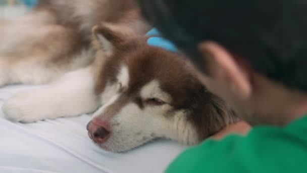兽医在诊所会诊后 在医用手套内近距离拍摄爱抚毛茸茸的狗头 — 图库视频影像