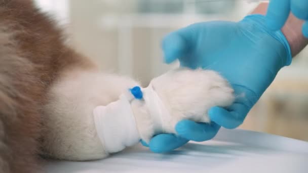 Ellerinde Tıbbi Eldivenlerle Veteriner Klinikteki Tüylü Köpek Bacağına Aşı Yapıyor — Stok video