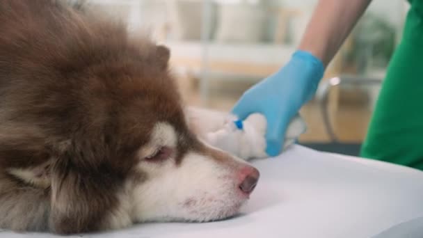 Handen Van Arts Steriele Handschoenen Injecteren Intraveneuze Katheter Pluizige Honden — Stockvideo