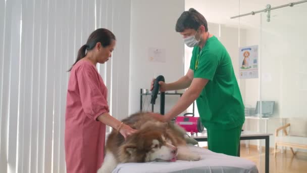 サロンでの相談で掃除機でふわふわの犬をグルーミング不毛マスクで男性獣医の長いショット — ストック動画