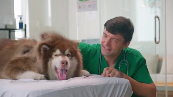 相談中に大きなアラスカ マラモート犬を飼う緑色の制服で笑顔の獣医の肖像画とカメラを見る — ストック動画