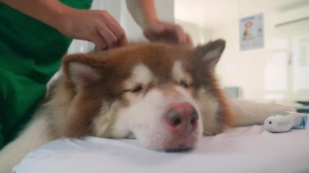 Kuaförde Danışmanlık Yaparken Tüylü Alaska Malamute Köpeğinin Saçını Tarayan — Stok video