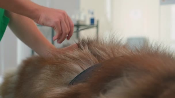 Kuaförde Tüylü Köpeğin Arkasını Kesen Makaslı Ellerini Kapat — Stok video