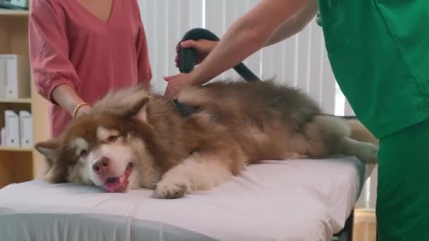 Alaskan Malamute Hund Med Lurvig Kropp Ligger Soffan Förfarandet För — Stockvideo