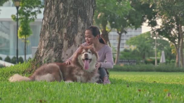 草の上に犬と座って夏の大都市公園で毛皮を打つアジアの女性 — ストック動画