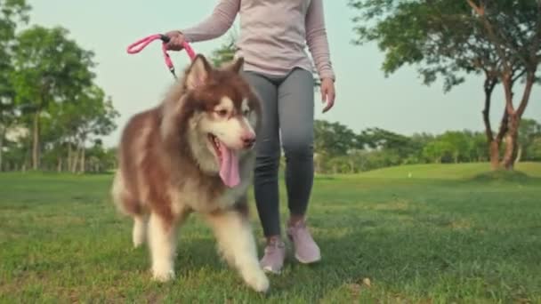 Tiro Cortado Mulher Cão Malamute Alasca Fofo Que Anda Parque — Vídeo de Stock
