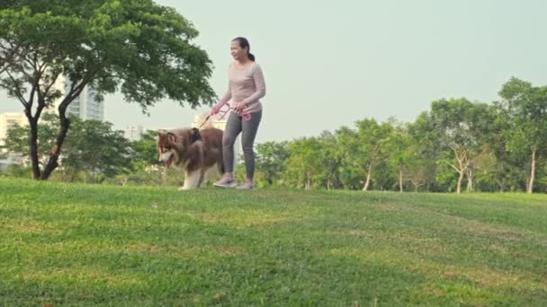 夏の写真公園での散歩を楽しんでいる大きな茶色の毛皮と女性のロングショット — ストック動画