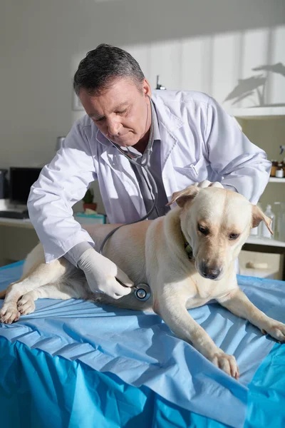 Vétérinaire Principal Vérifiant Rythme Cardiaque Chien Labrador Lors Examen Annuel — Photo