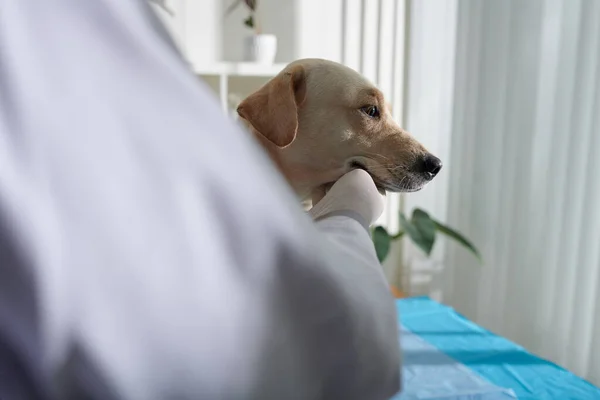Vétérinaire Portant Des Gants Silicone Pour Palper Chien Labrador Lors — Photo