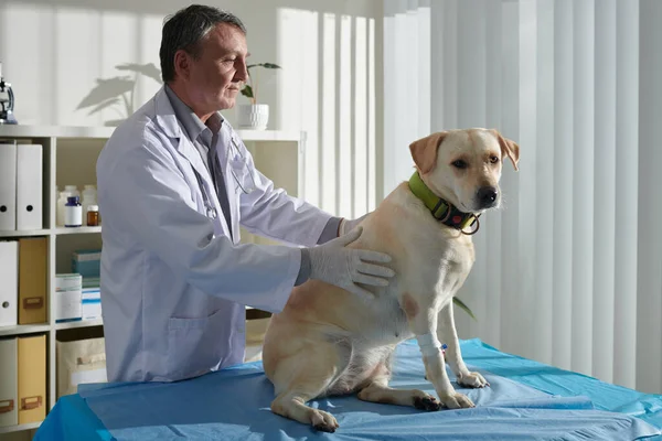 Vétérinaire Expérimenté Examinant Palpant Chien Labrador — Photo