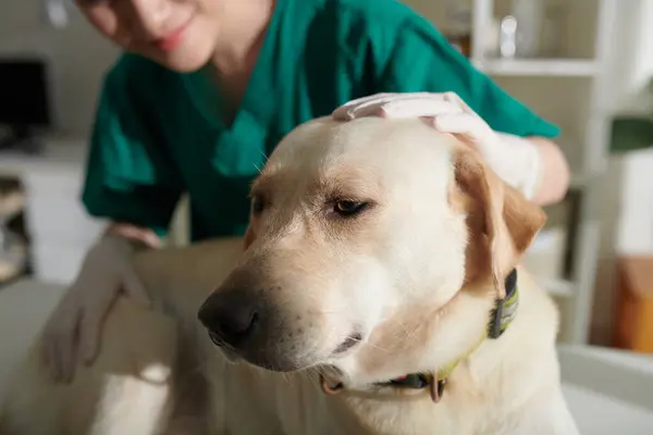 Image Rapprochée Une Infirmière Tapotant Chien Labrador Sur Tête — Photo