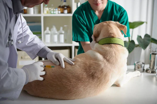 Vétérinaire Injectant Des Médicaments Arrière Chien Malade — Photo