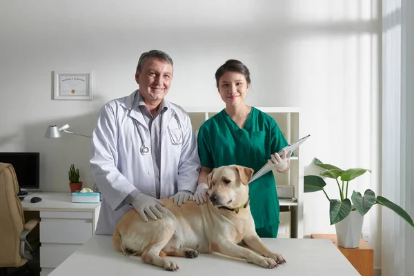 经验丰富的快乐兽医和护士检查拉布拉多犬 — 图库照片