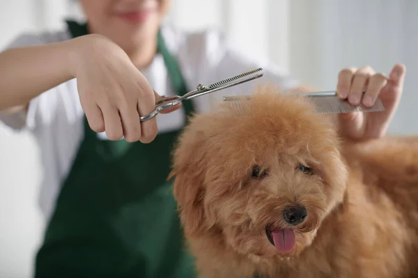 Professional Groomer Brushing Cutting Coat Small Dog — Stock Photo, Image