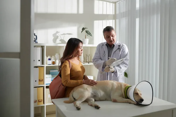 Veterinarian prescribing medicine to labrador dog and talking to owner
