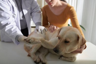 Labrador Retriever köpeği olan genç bir kadın yıllık muayene için veterineri ziyaret ediyor.