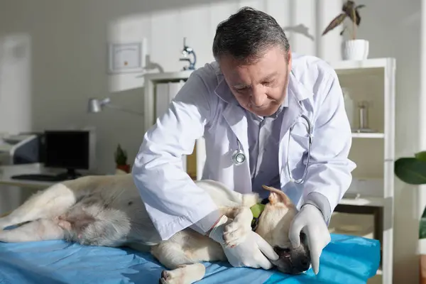 検査中に医療テーブルに横たわるラブラドール レトリーバー犬の歯をチェックするベテラン — ストック写真