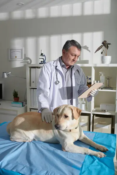 Experienced veterinarian reading medical history of labrador retriever dog lying on medical table