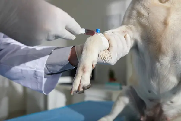 Processo Veterinário Fazendo Coleta Sangue Veia Cefálica Canina — Fotografia de Stock