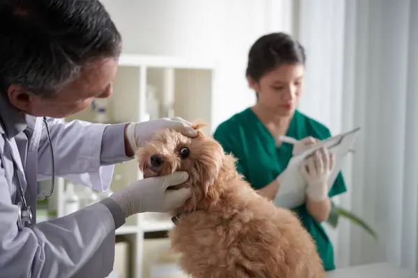Veterinario Revisando Los Ojos Pequeño Perro Mullido Mesa Hospital Animales —  Fotos de Stock