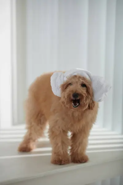 Adorabile Piccolo Cane Piedi Con Asciugamano Testa Agnello Coreano Guardando — Foto Stock