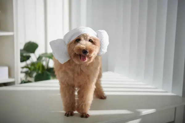 可笑的毛绒绒可爱的小狗 用韩国羊头毛巾伸出舌头 看着相机 — 图库照片