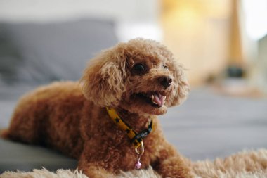 Tatlı küçük köpek, dilin dışarıda yatakta oturuyor.