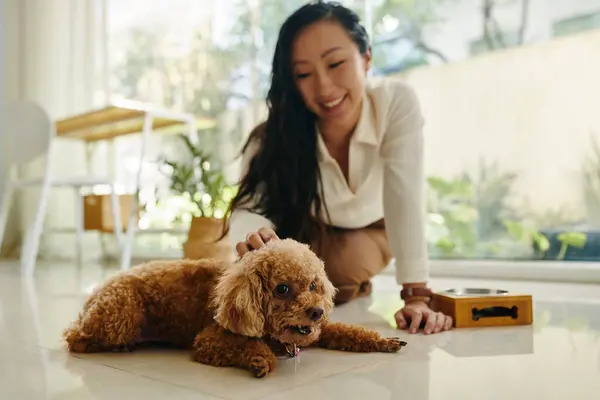 Happy Small Dog Enjoying Being Petted Her Owner — Stock Photo, Image