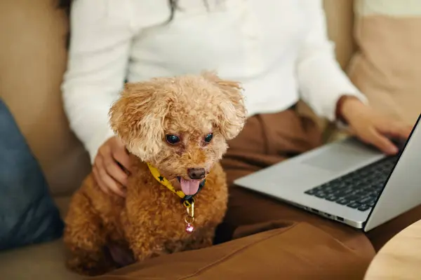 女人在家里用笔记本电脑爱抚她的狗 图库图片