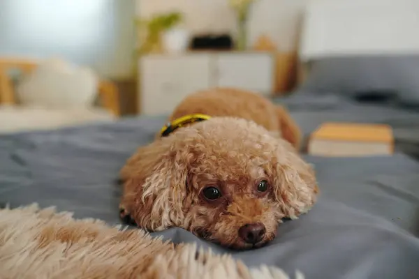 Schläfriger Kleiner Hund Liegt Auf Dem Bett Stockfoto