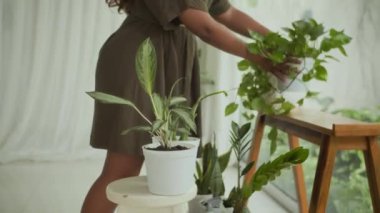 İsimsiz bir kadının yeni bir daire dekore ederken saksıdaki çiçekleri rafa koyarkenki görüntüsü.