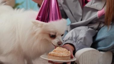 Doğumgünü hediyesi olarak şirin Pomeranian 'ı evde doğum günü pastasıyla besleyen tanınmayan bir kadın.