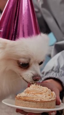 İsimsiz bir kadının parti şapkasıyla sevimli beyaz Pomeranya 'lıyı evde tatlı turtayla beslediği dikey bir fotoğraf.