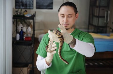 Yeşil önlüklü adam, egzotik bir yılan tutuyor. Benzersiz desenlerine ve pullarına odaklanıyor. Sürüngen koruma merkezinde duruyor.