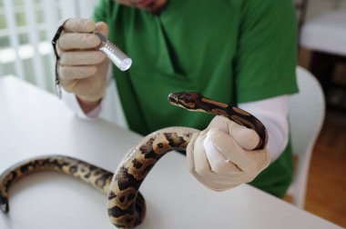 Yeşil önlüklü veteriner çalışma odasında eldivenli ellerle parlak ışık altındaki yılanı inceliyor.