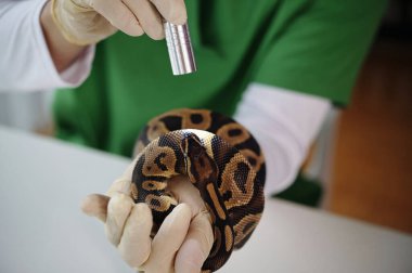 Veteriner kliniğinde rutin kontroller sırasında bir yılanı el feneriyle tutup muayene ediyor. Eldivenli eller, sürüngenin korunmasını ve korunmasını sağlar.