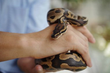 Piton yılanını dikkatle tutan adam. Yılanların karmaşık desenleri ve pulları ayrıntılı yakın plan çekimde, yumuşak arka plan derinliği ekleyerek net bir şekilde görülebilir.