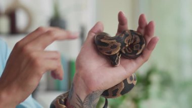 Evcil piton yılanının derisini okşayan dövmeli adamın ellerini yakın plan çek.