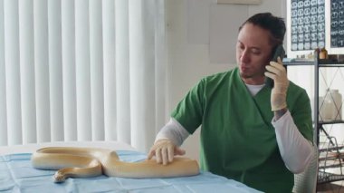 Yeşil önlüklü ve eldivenli bir erkek veterinerin telefon görüşmesi yaparken parlak ışıklandırılmış klinikteki mavi örtülü masada raflar ve tıbbi ekipmanlarla yılanı kontrol ederken orta boy fotoğrafı.