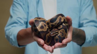 Yakından çekilen küçük zehirli olmayan benekli piton, tanınmayan erkek ellerinde bükülmüş olarak yatıyor.